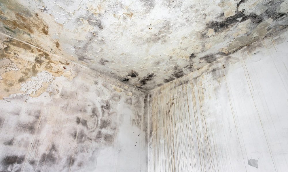 Fungal mold on an interior wall